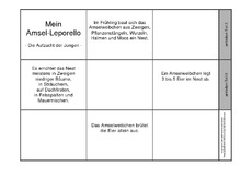 Leporello-Amsel-Aufzucht-ohne-Fotos-1.pdf